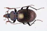 Sphaeroderus canadensis image