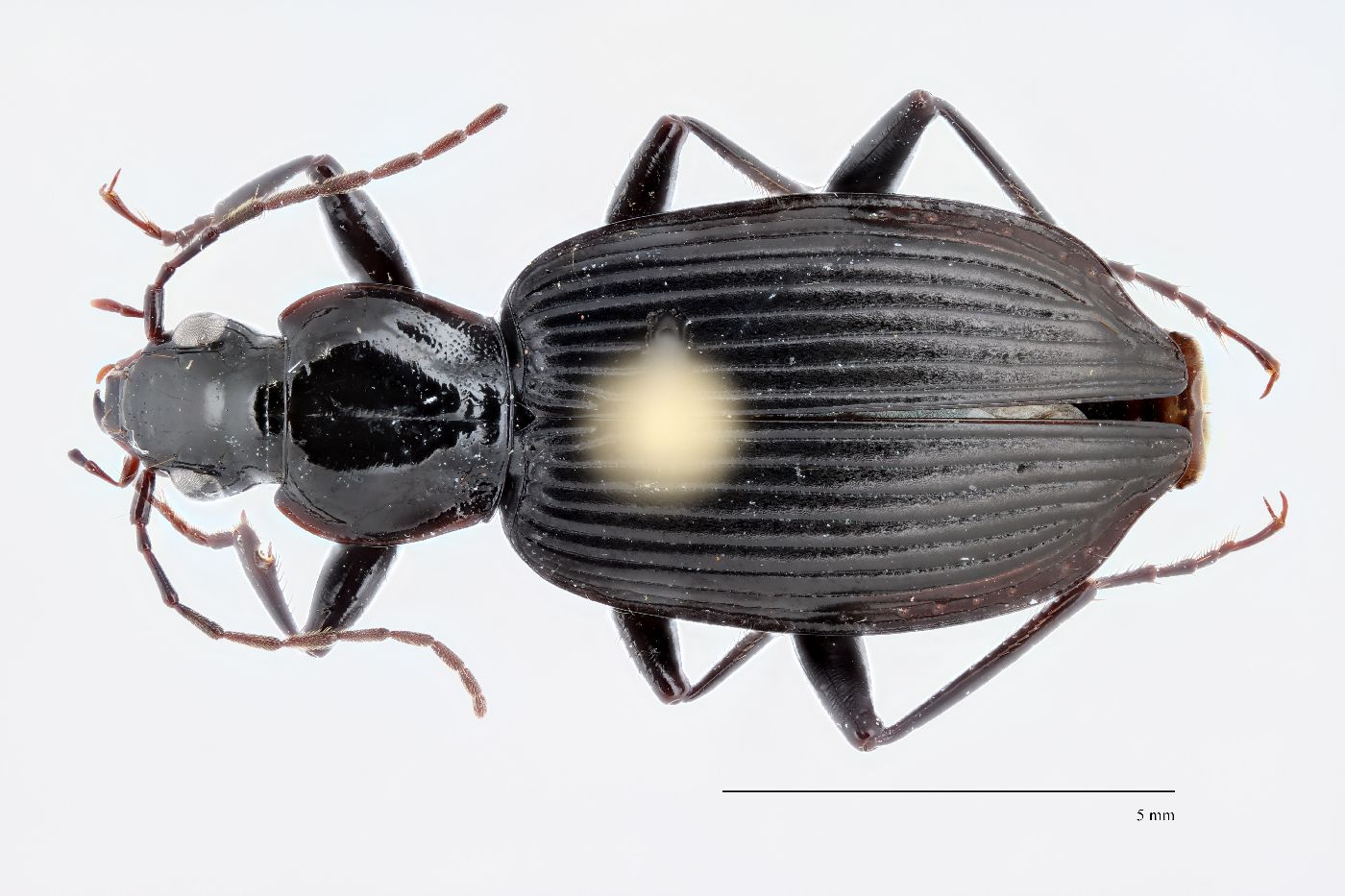 Platynus decentis image