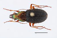 Chlaenius (Anomoglossus) image