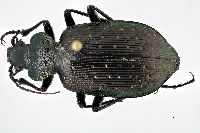 Calosoma (Calosoma) image