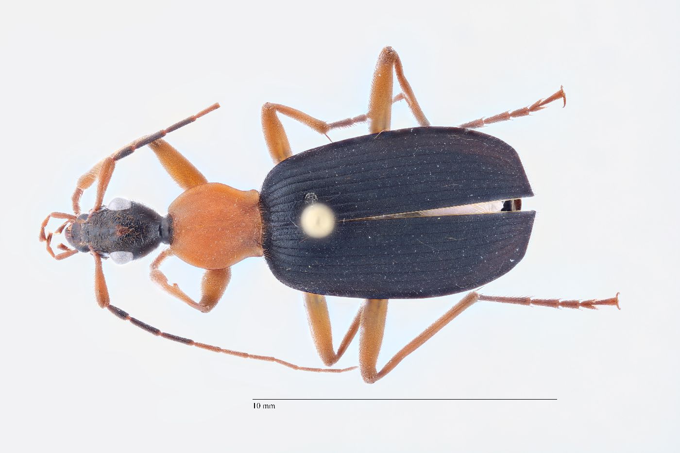 Galerita bicolor image