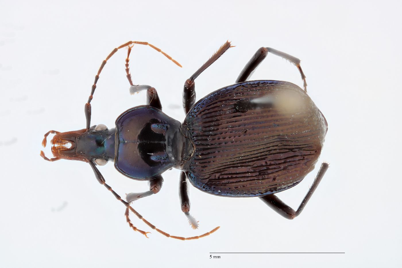 Sphaeroderus canadensis image