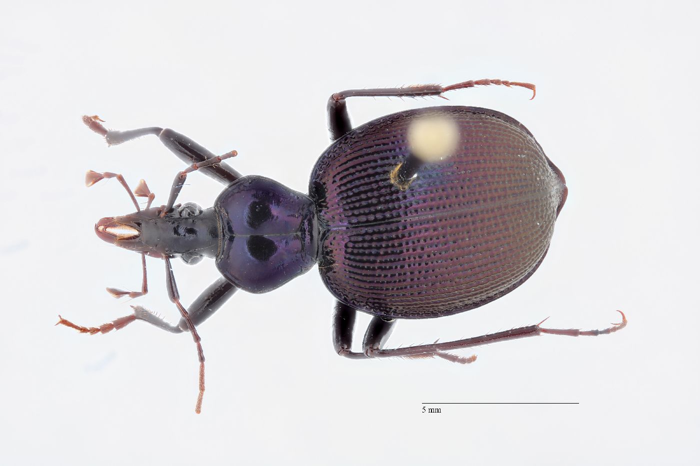 Scaphinotus image