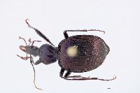 Scaphinotus (Steniridia) image