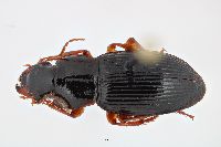 Image of Harpalus spadiceus