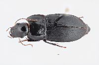 Anisodactylus furvus image
