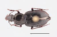 Pterostichus (Bothriopterus) image