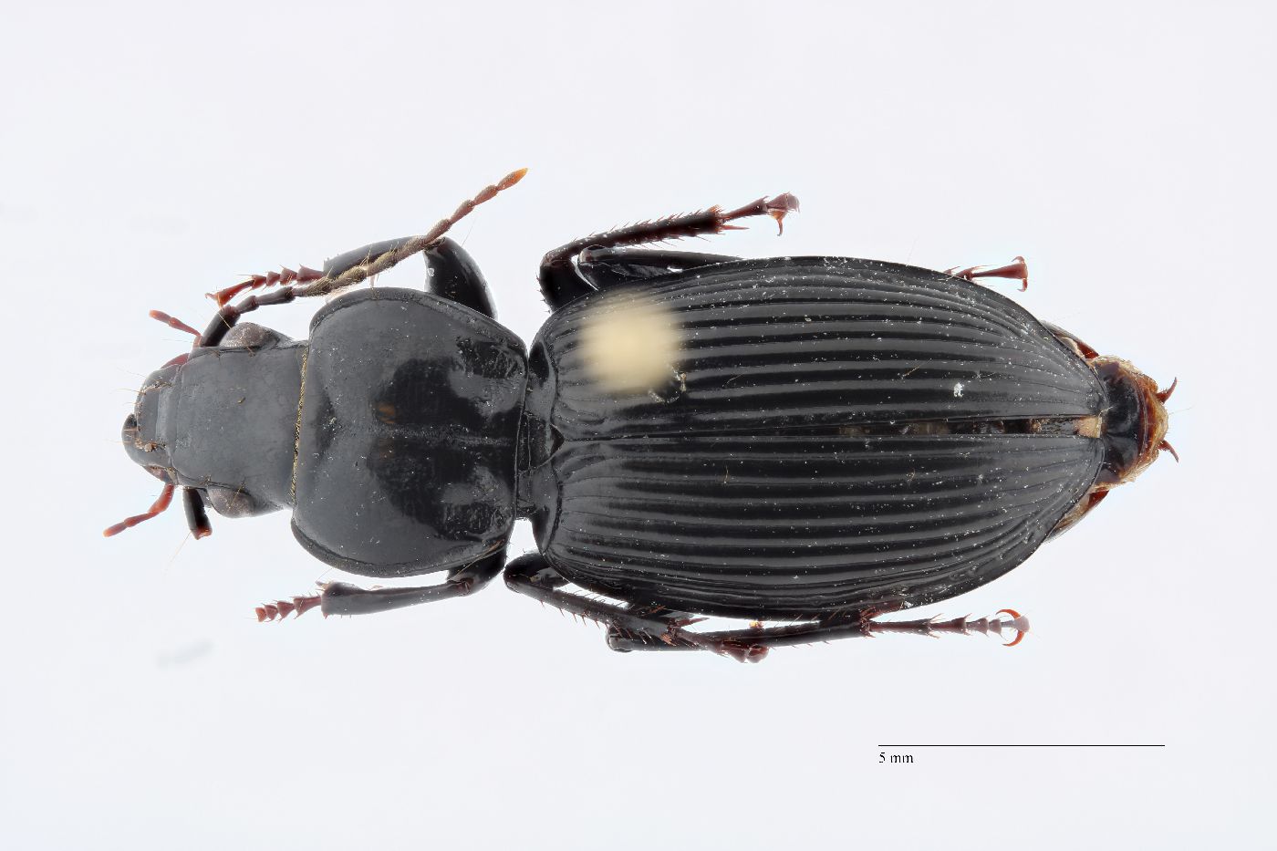 Pterostichus coracinus image