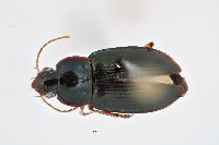 Notiobia terminata image