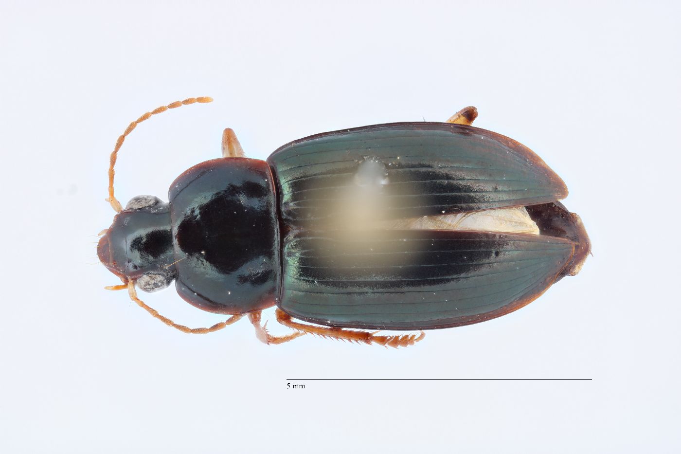 Notiobia terminata image