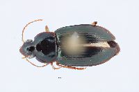 Notiobia (Anisotarsus) image