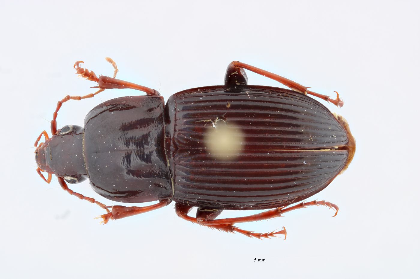 Pterostichus (Abacidus) image