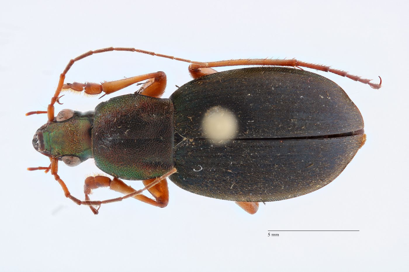 Chlaenius aestivus image