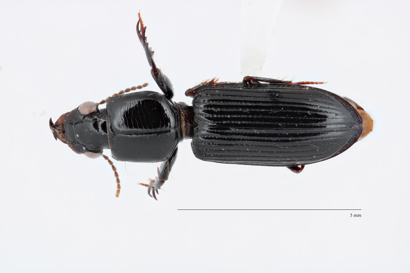 Clivina (Semiclivina) image