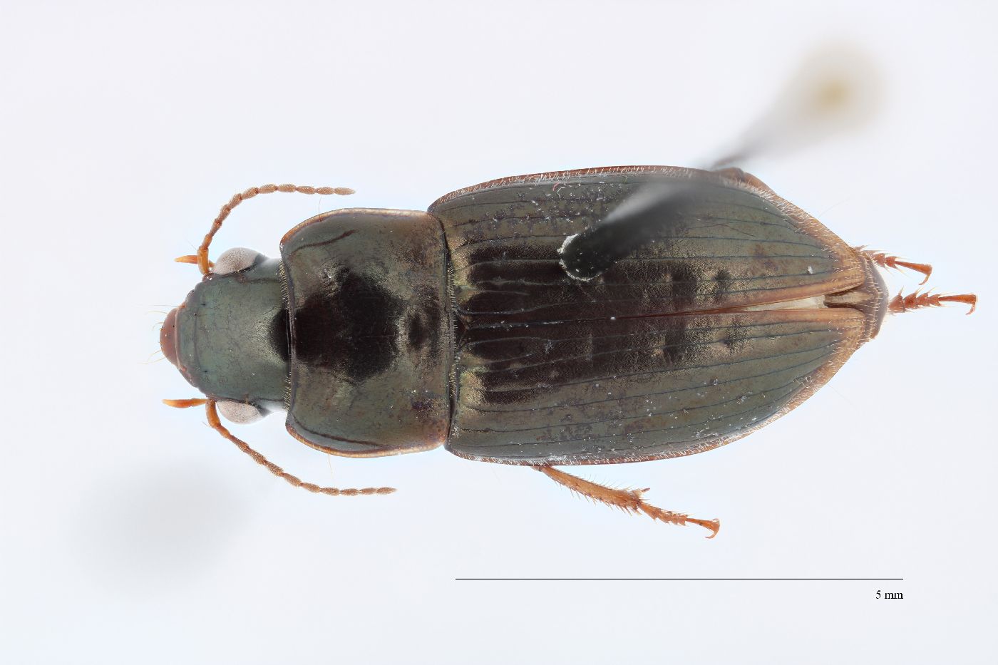 Selenophorus image