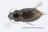 Selenophorus palliatus image