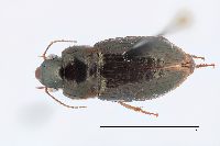 Selenophorus (Selenophorus) image