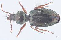 Image of Semiardistomis puncticollis