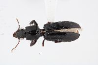 Clivina (Semiclivina) image