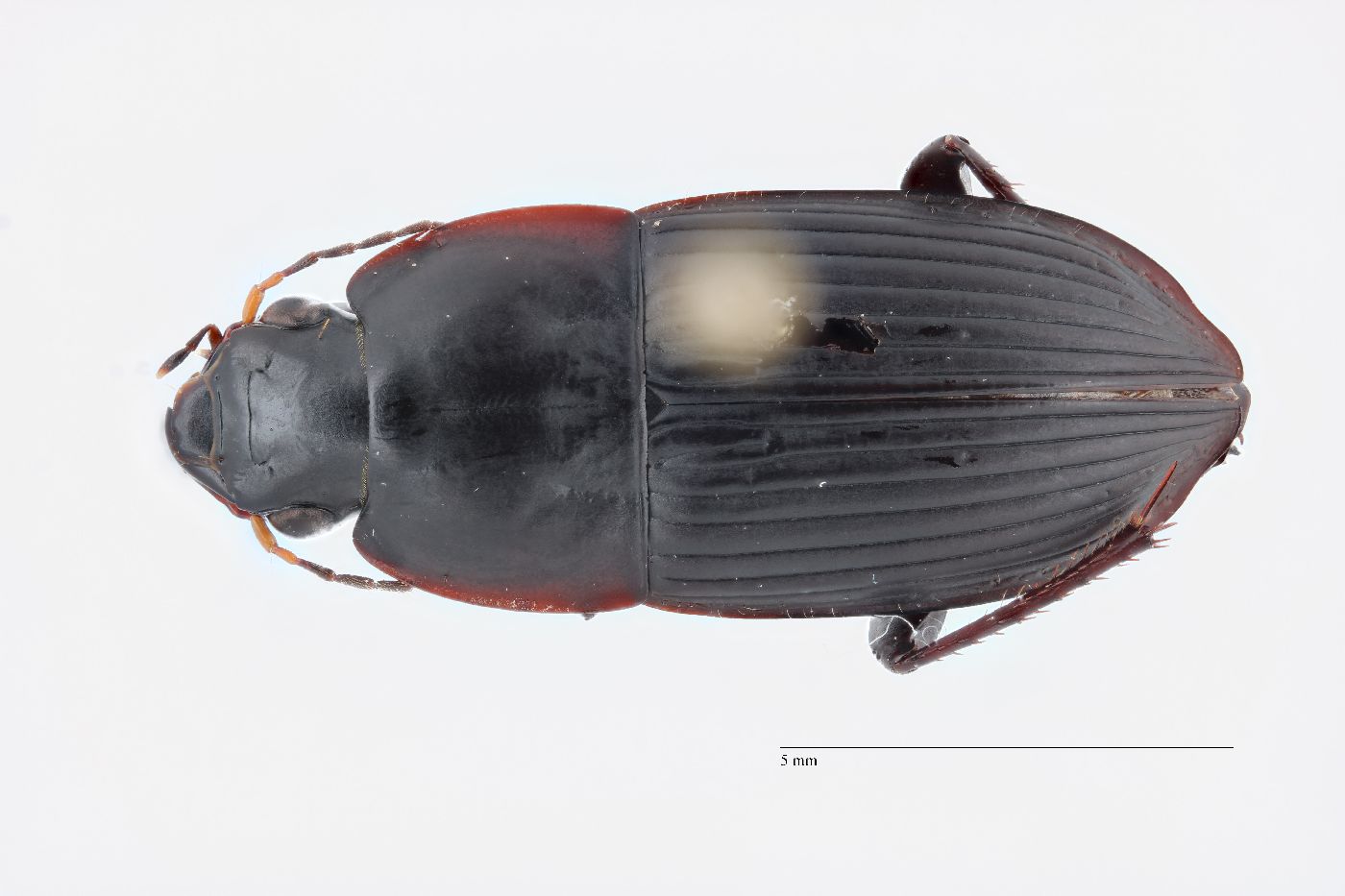 Anisodactylus haplomus image