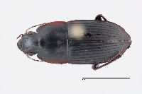 Image of Anisodactylus haplomus