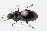 Image of Pterostichus ophryoderus