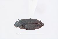 Selenophorus (Celiamorphus) image