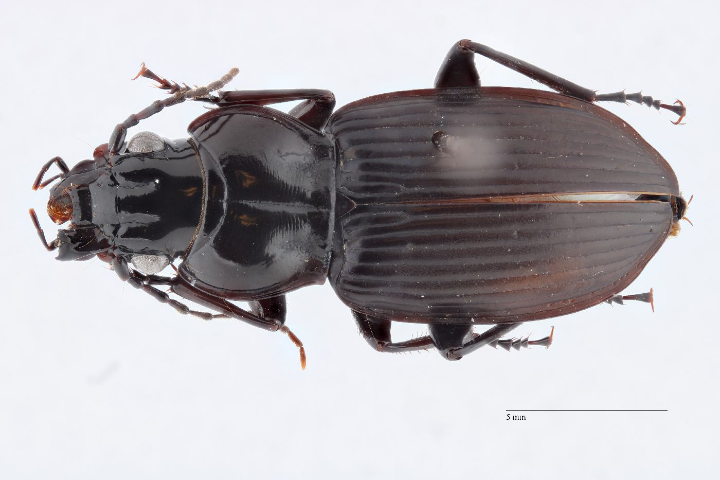 Lophoglossus haldemanni image