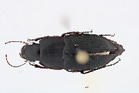 Anisodactylus (Gynandrotarsus) image