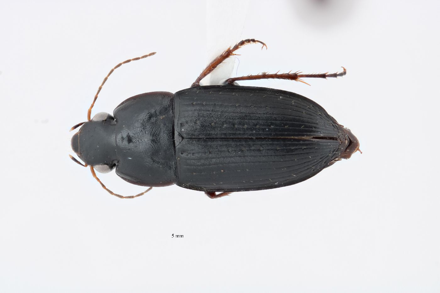 Selenophorus ellipticus image