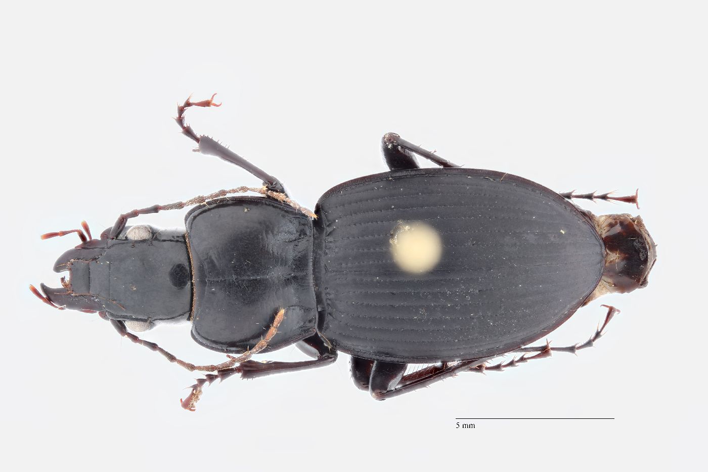 Cyclotrachelus (Evarthrus) image