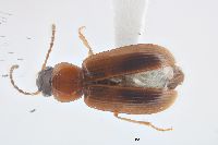 Bradycellus (Stenocellus) image