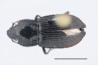 Image of Anisodactylus kirbyi