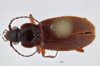 Patrobus lecontei image