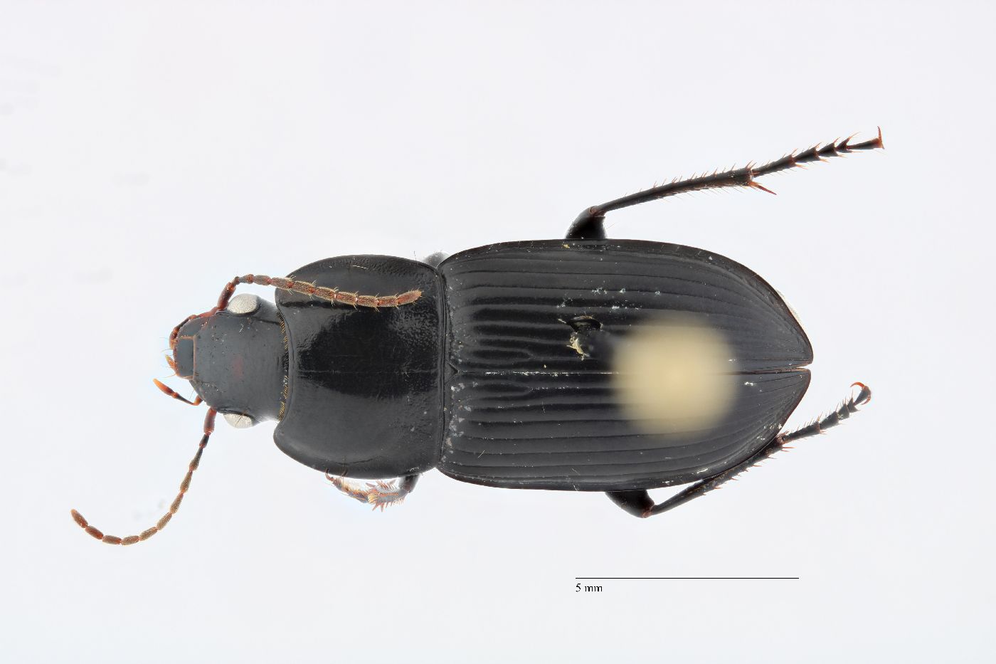 Anisodactylus image
