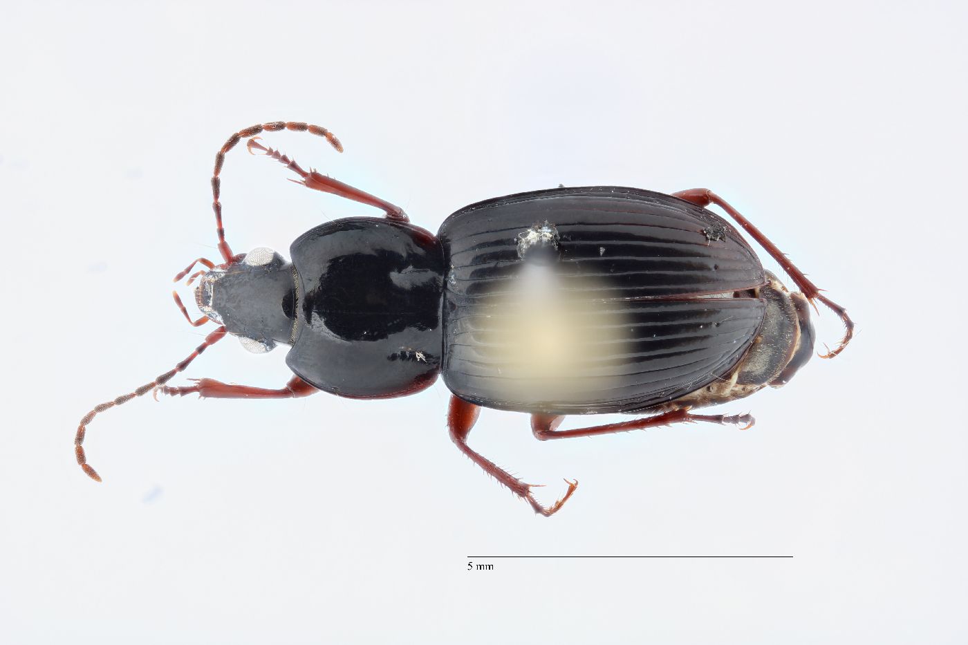 Pterostichus (Argutor) image