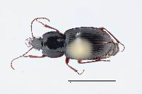 Image of Pterostichus commutabilis