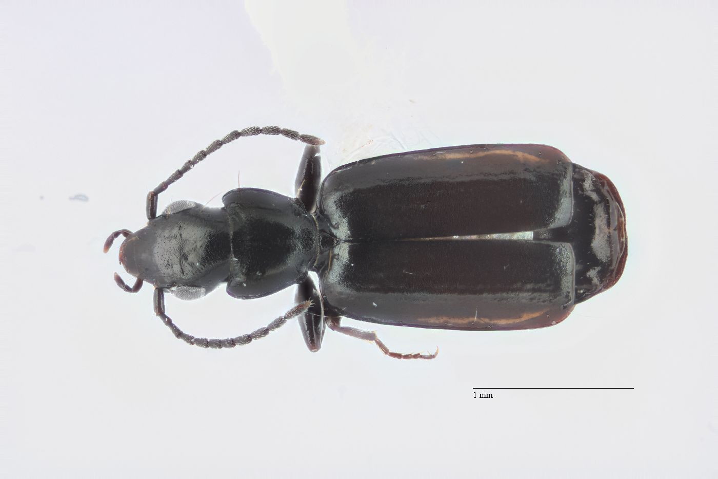 Microlestes curtipennis image