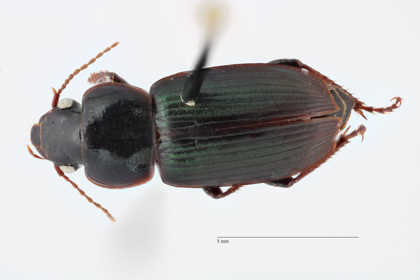 Harpalus amputatus amputatus image