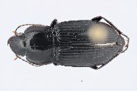 Image of Anisodactylus harrisii