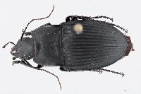 Image of Diplocheila obtusa
