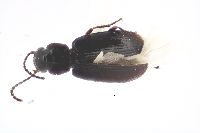 Image of Acupalpus canadensis