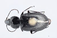 Image of Agonum placidum