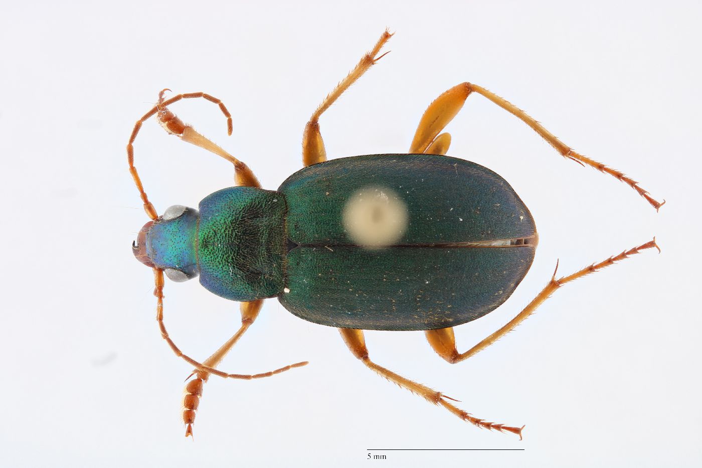 Chlaenius sericeus image