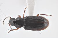 Image of Bradycellus lecontei