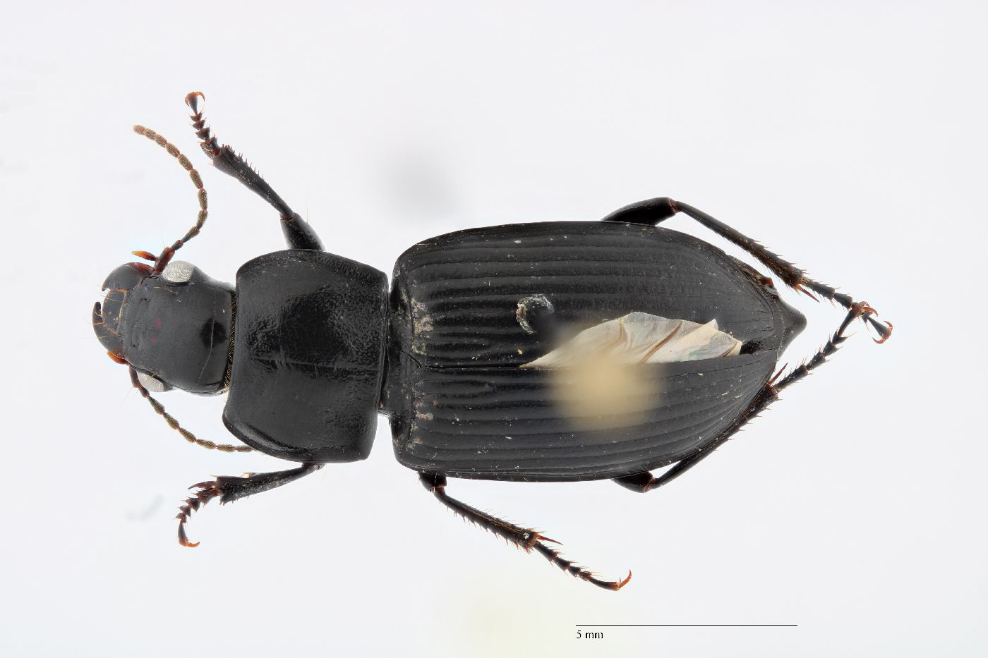 Anisodactylus nigrita image