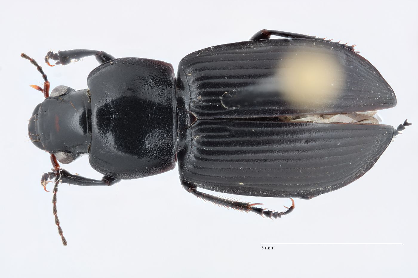 Anisodactylus nigrita image
