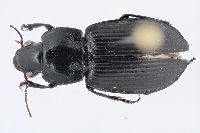 Image of Anisodactylus nigrita
