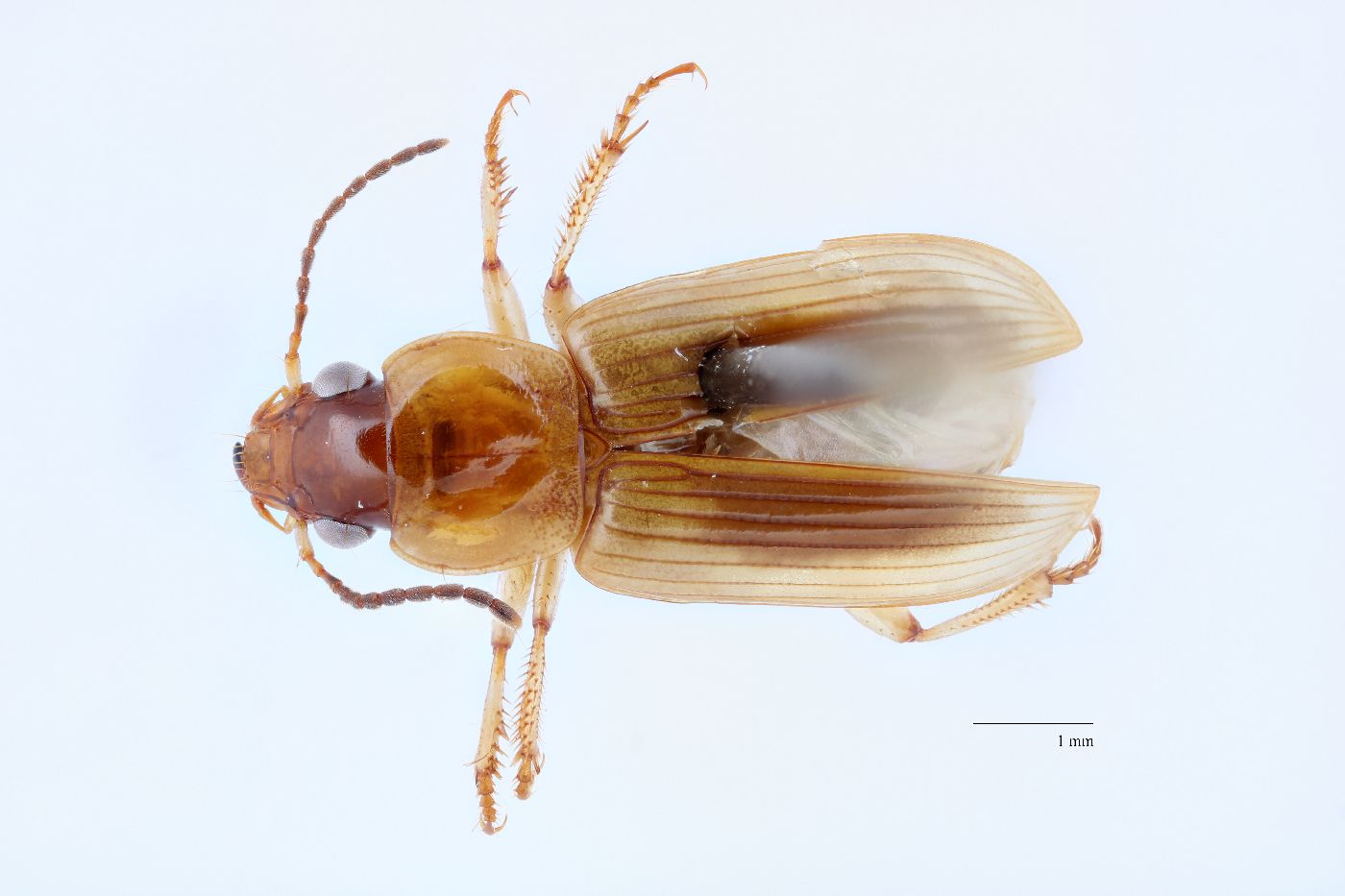 Stenolophus (Agonoderus) image