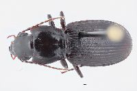 Image of Pterostichus protractus